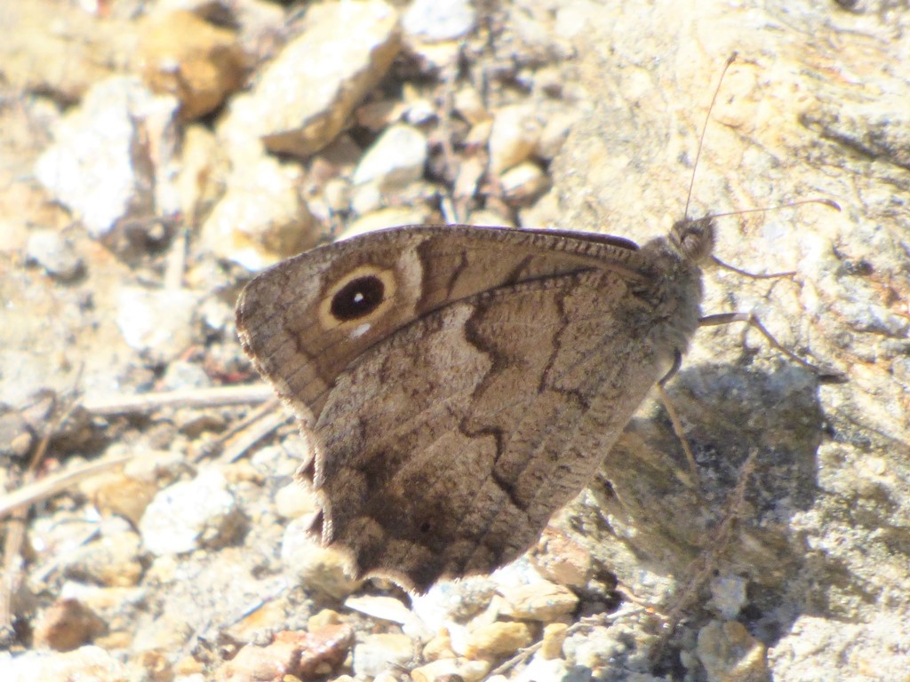 Hipparchia statilinus? S